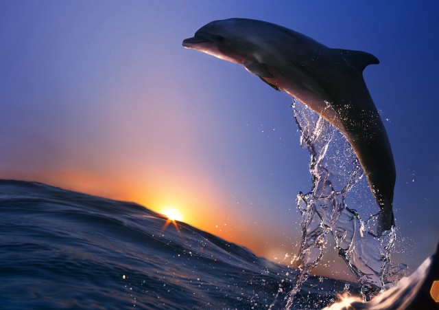 Dolphin sunset water rayonism wildlife free wallpaper for desktop - medium preview image