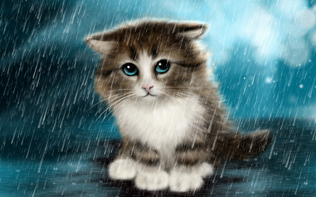 Black cat blue eyes rainy free wallpaper for desktop - medium preview image