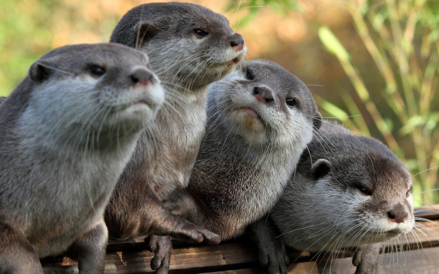 Otters wooden box blurry background free wallpaper for desktop - medium preview image