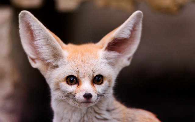Small fox big ears sad free wallpaper for desktop - medium preview image