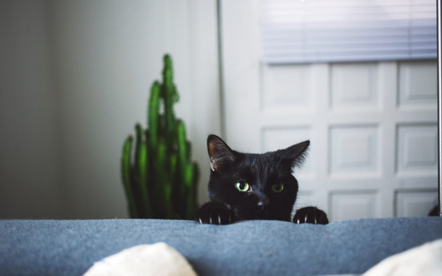 Black cat green eyes bed free wallpaper for desktop - medium preview image