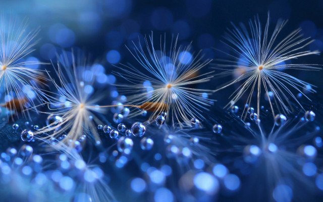 Dandelion water droplets bokeh city free wallpaper for desktop - medium preview image