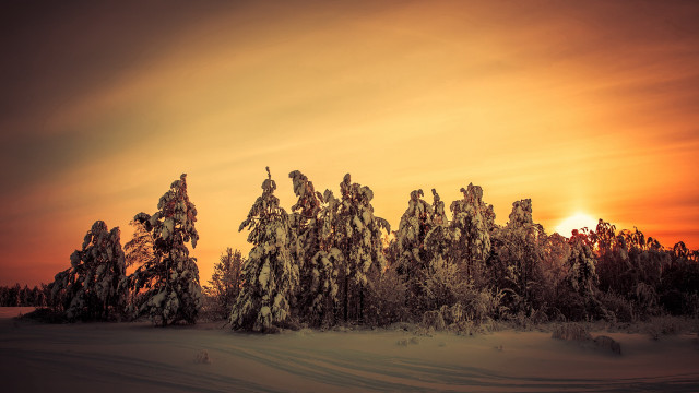 Sunset snowy forest trees red free wallpaper for desktop - medium preview image
