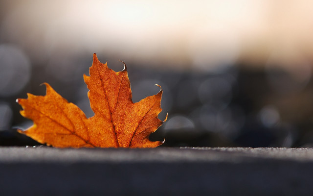 Leaf sunlit autumn macro photorealism free wallpaper for desktop - medium preview image