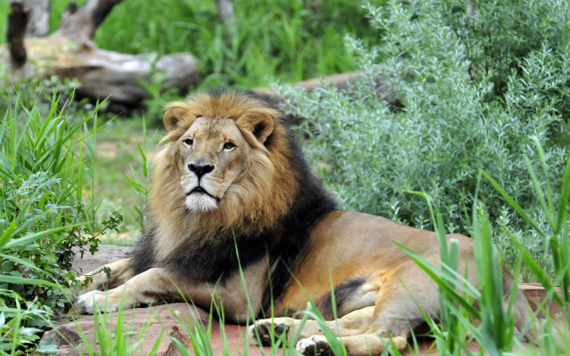 Lion grass bushes trees nature free wallpaper for desktop - medium preview image