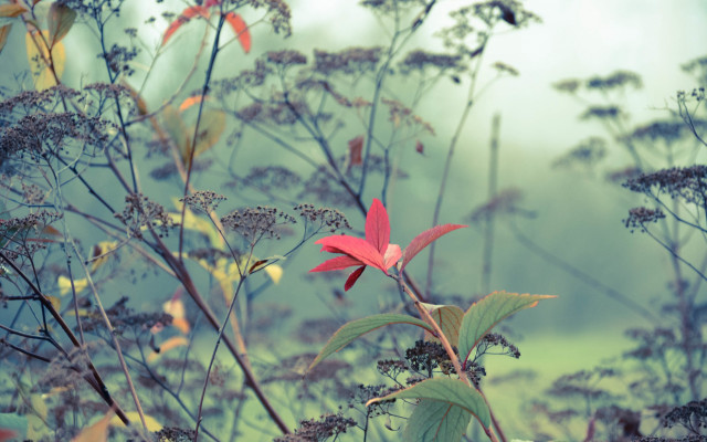 Red flower foggy field shallow free wallpaper for desktop - medium preview image