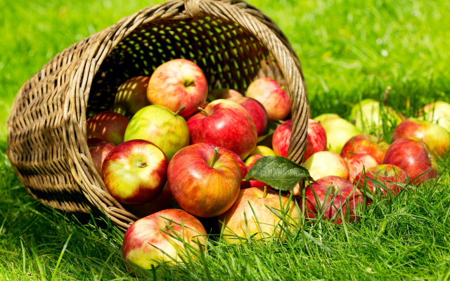 Basket apples green field harvest free wallpaper for desktop - medium preview image