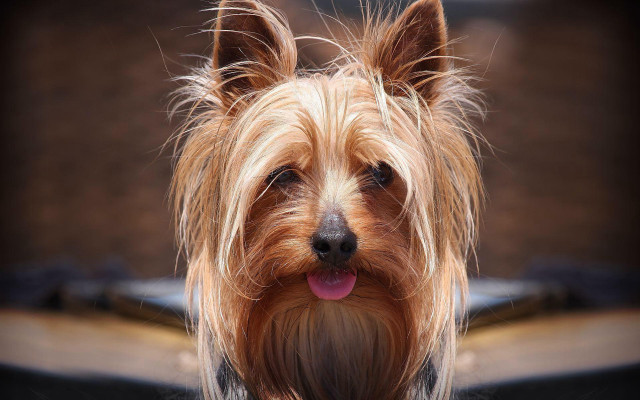 Dog tongue out camera blurry #2 free wallpaper for desktop - medium preview image