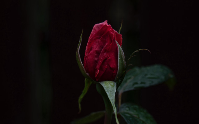 Red rose water drop macro #2 free wallpaper for desktop - medium preview image