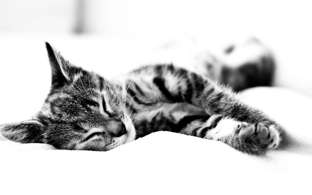 Sleeping cat bed pillow blurry free wallpaper for desktop - medium preview image