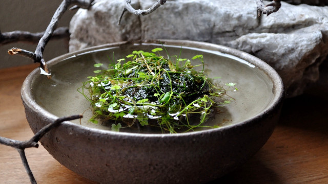 Bowl green food table rock free wallpaper for desktop - medium preview image