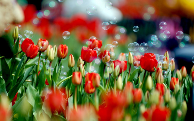 Red tulips bubbles figure impressionism free wallpaper for desktop - medium preview image