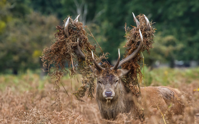 Deer antlers field drygrass trees free wallpaper for desktop - medium preview image