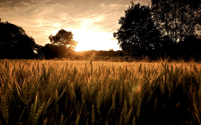 Sunset forest grass lake mountains free wallpaper for desktop - medium preview image