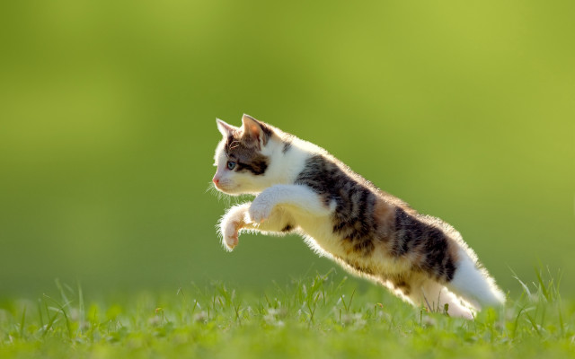 Cat jumping grass nature green free wallpaper for desktop - medium preview image