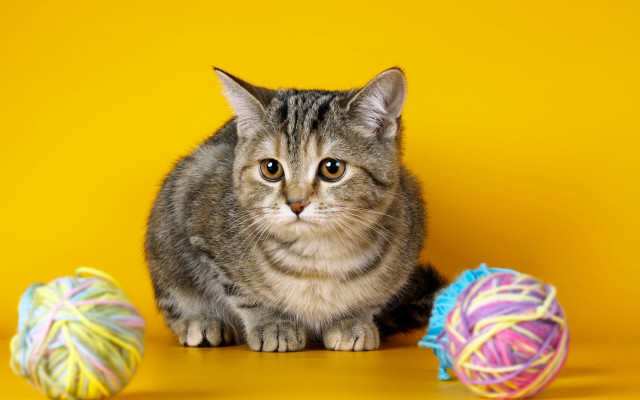 Cat yarn ball table blurry free wallpaper for desktop - medium preview image