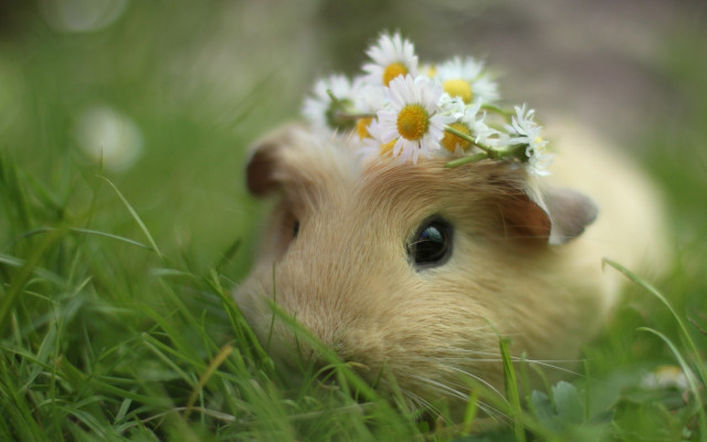 Hamster flower daisies impressionist cute free wallpaper for desktop - medium preview image