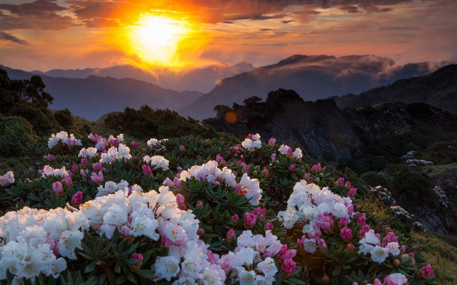 Flower field sunset mountains clouds #3 free wallpaper for desktop - medium preview image