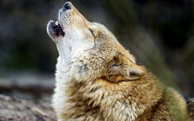 Wolf looking up closed eyes free wallpaper for desktop - medium preview image