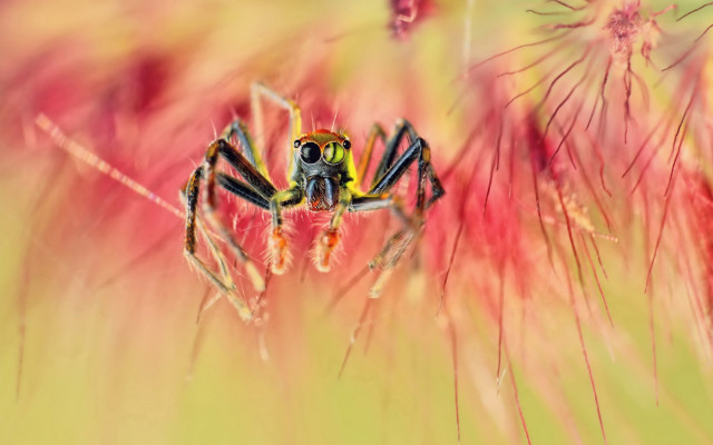 Spider flower field blurry background free wallpaper for desktop - medium preview image