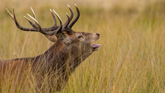 Deer antlers tallgrass tongue out free wallpaper for desktop - medium preview image