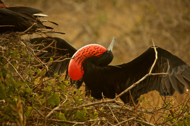 Bird red head perched wings free wallpaper for desktop - medium preview image