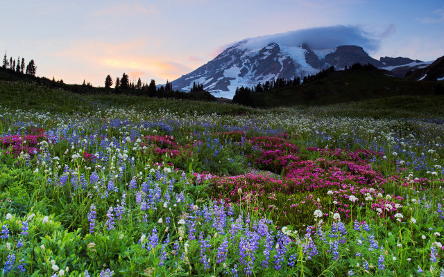 Snowy mountain flower field clouds free wallpaper for desktop - medium preview image