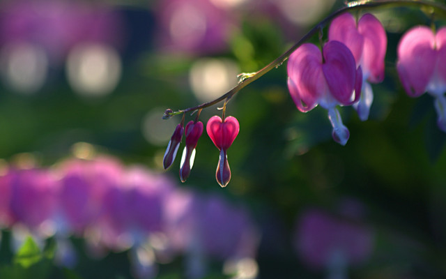 Pink flowers hearts branch bokeh free wallpaper for desktop - medium preview image