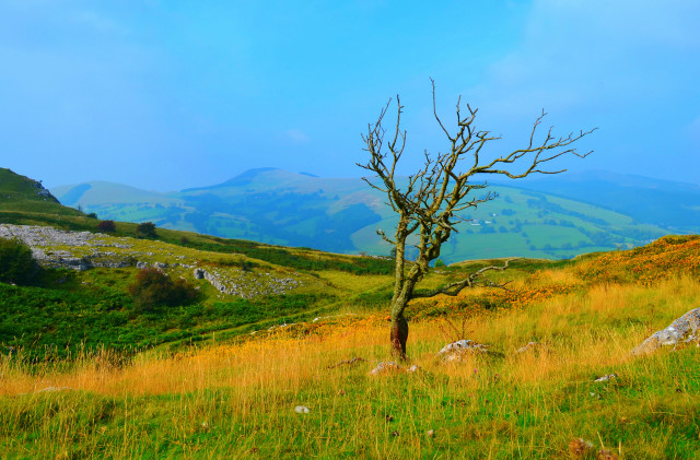 Lone tree grassy field mountains free wallpaper for desktop - medium preview image