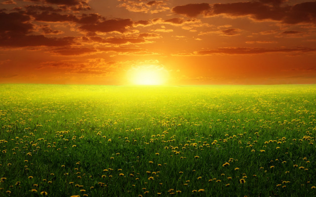 Sunset grass dandelions bush horizon free wallpaper for desktop - medium preview image