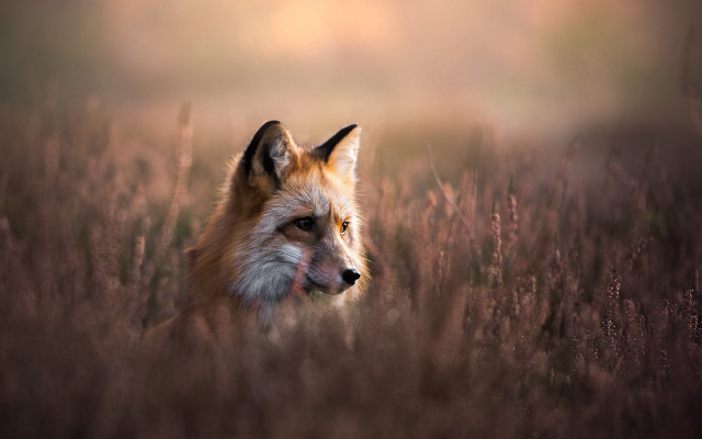 Fox tallgrass portrait wildlife realistic free wallpaper for desktop - medium preview image