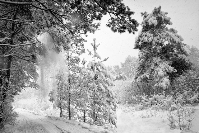 Snowy road trees snowfall snowboard free wallpaper for desktop - medium preview image