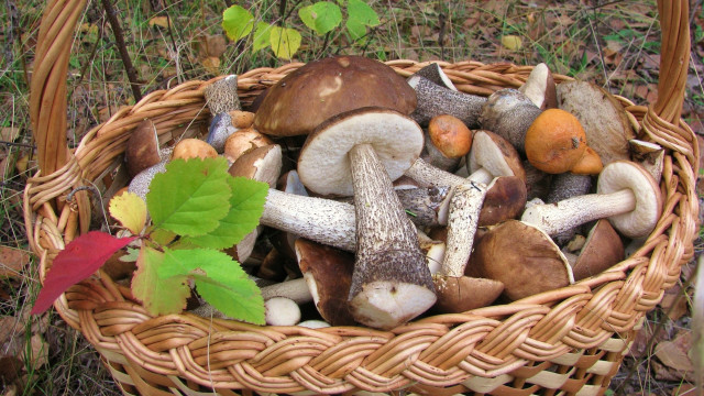 Mushroom basket forest autumn nature free wallpaper for desktop - medium preview image