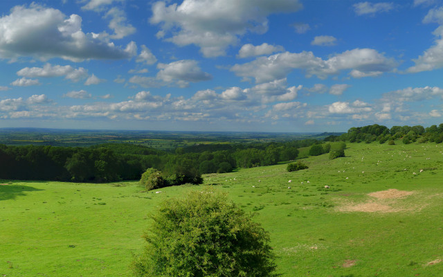 Green field sheep blue sky free wallpaper for desktop - medium preview image