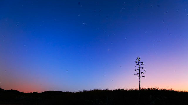 Tall tree grass field night free wallpaper for desktop - medium preview image
