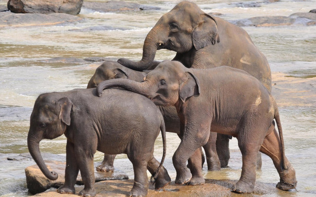 Elephants river rocks water beach free wallpaper for desktop - medium preview image