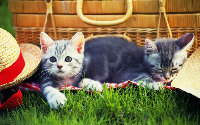 Kittens grass basket hat sunny free wallpaper for desktop - medium preview image