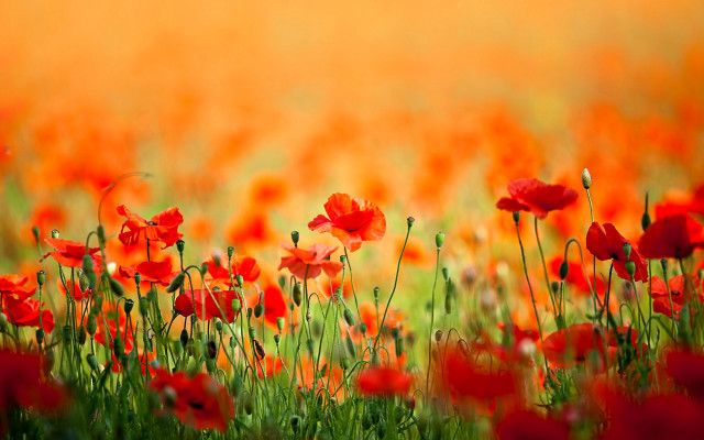 Red flower field autumn fire free wallpaper for desktop - medium preview image