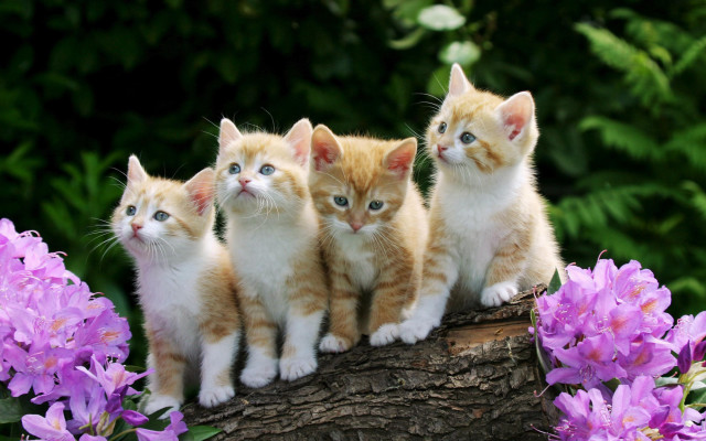 Kittens log garden purple bush free wallpaper for desktop - medium preview image