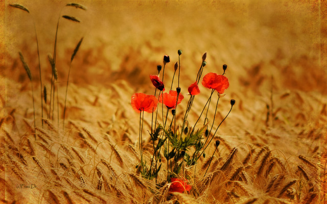 Wheat red flowers sepia impressionist free wallpaper for desktop - medium preview image