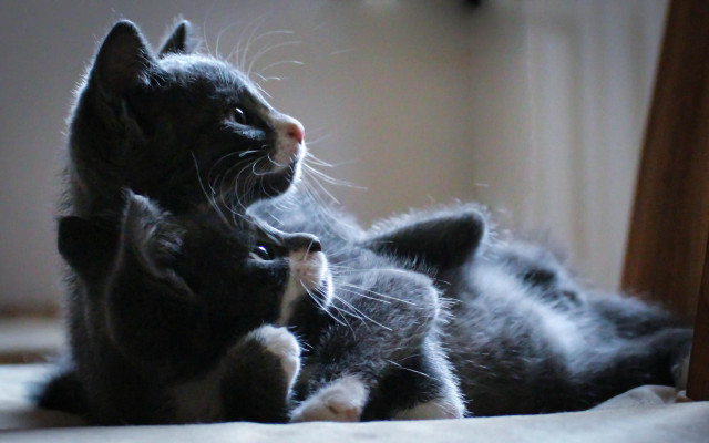 Cat kitten playing bed vanitas free wallpaper for desktop - medium preview image