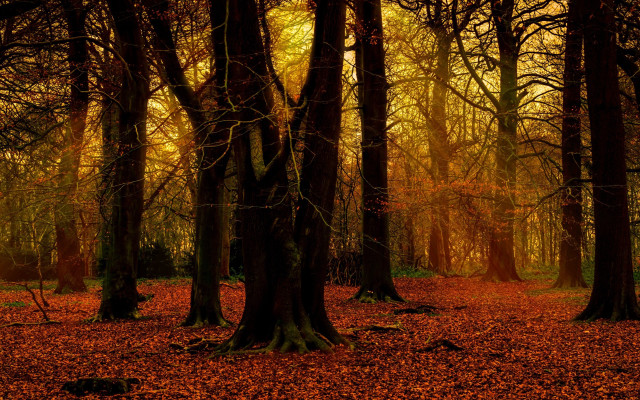 Forest leaves bare tree sunset free wallpaper for desktop - medium preview image