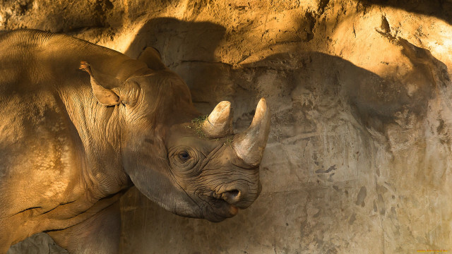 Rhino rockwall trunk openmouth realistic free wallpaper for desktop - medium preview image