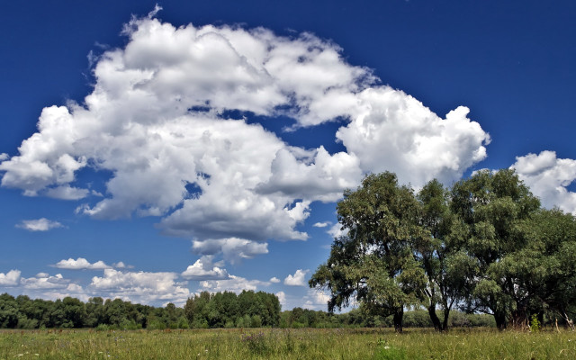 Field trees blue sky clouds #8 free wallpaper for desktop - medium preview image