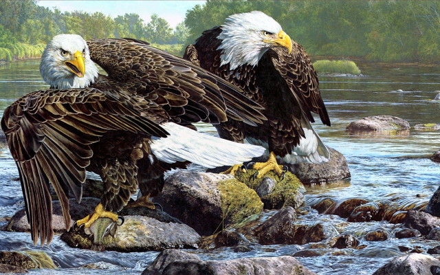 Bald eagles rocks river outdoors free wallpaper for desktop - medium preview image