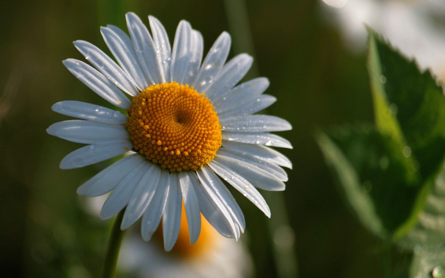 Daisy water droplets petals leaves free wallpaper for desktop - medium preview image