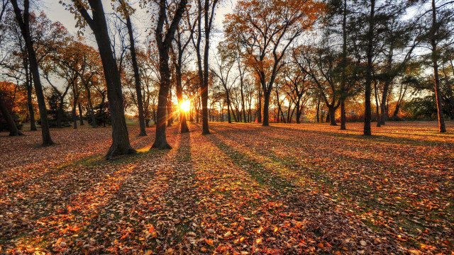 Sunset forest leaves trees autumn free wallpaper for desktop - medium preview image