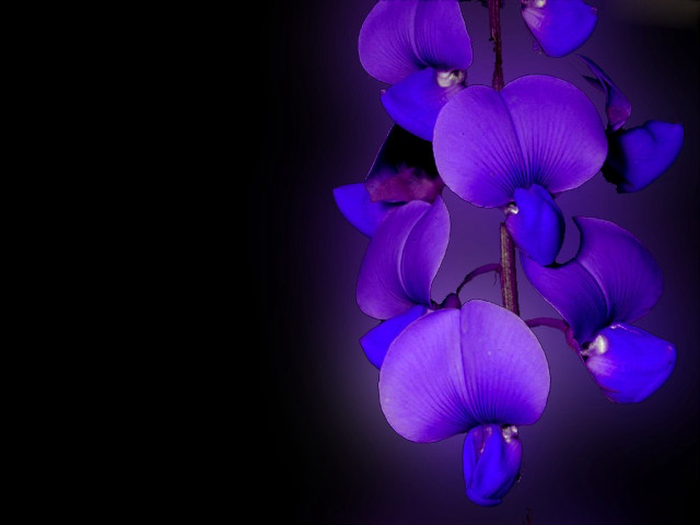 Purple flower black background purple free wallpaper for desktop - medium preview image