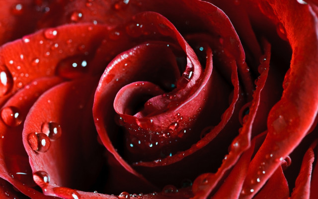 Red rose water droplets macro #59 free wallpaper for desktop - medium preview image