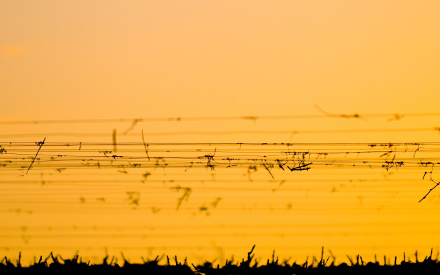 Bird sunset grass fence vines free wallpaper for desktop - medium preview image